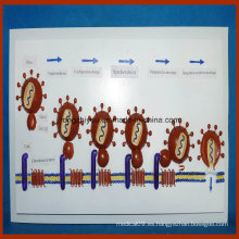 Aids Virus entrando en el modelo de la célula humana de la memoria